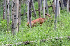 Deer along trail, Maroon Bells area, Aspen CO